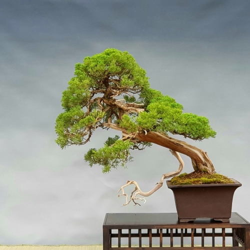 juniperus 1800 eur