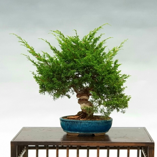 juniperus ito 480 eur