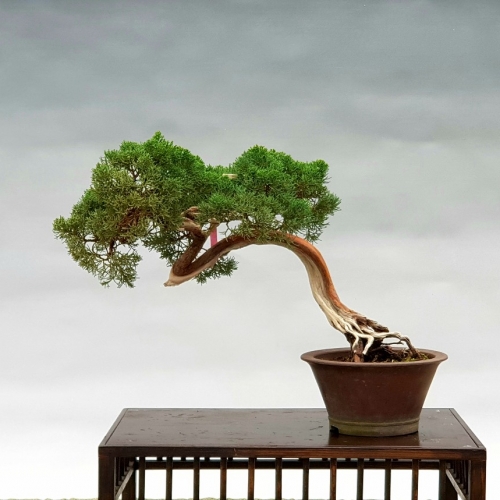 juniperus 700 eur