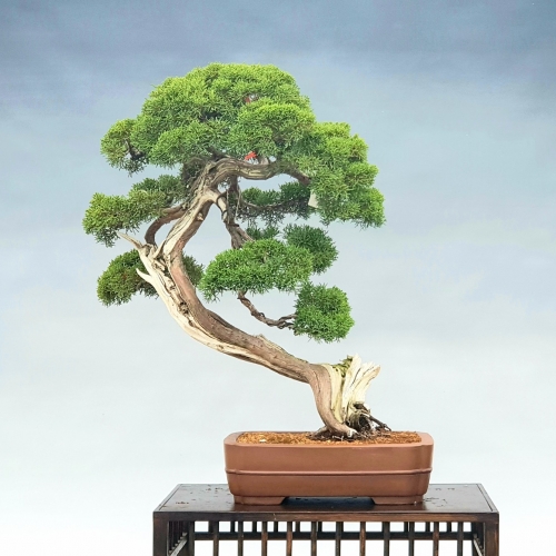 juniperus 3800 eur