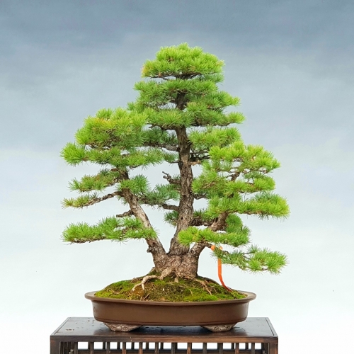 Pinus goyomatsu 2540 eur