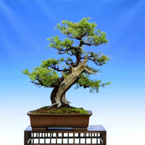 juniperus rigida 3600 eur