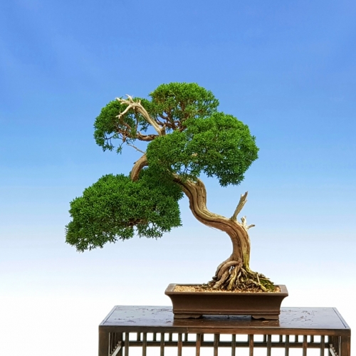 juniperus 1000 eur