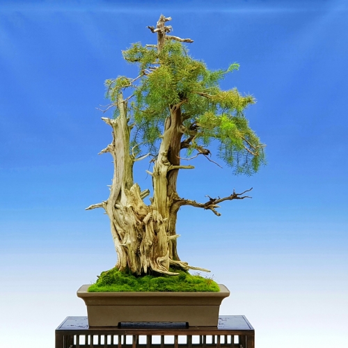 juniperus rigida 3200 eur