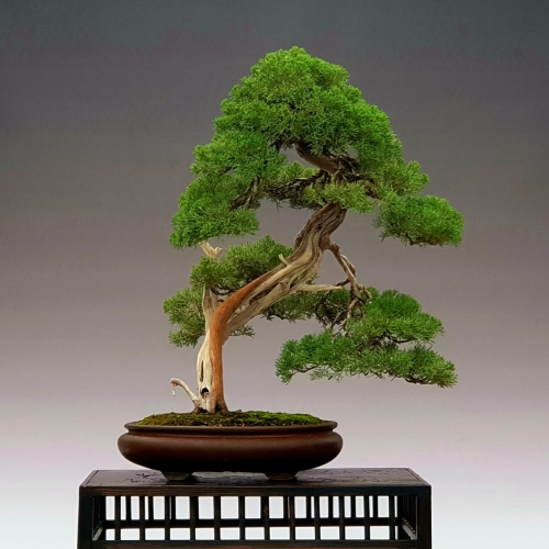 juniperus 3000 eur