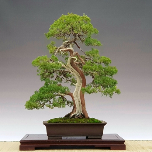 juniperus 3800 eur