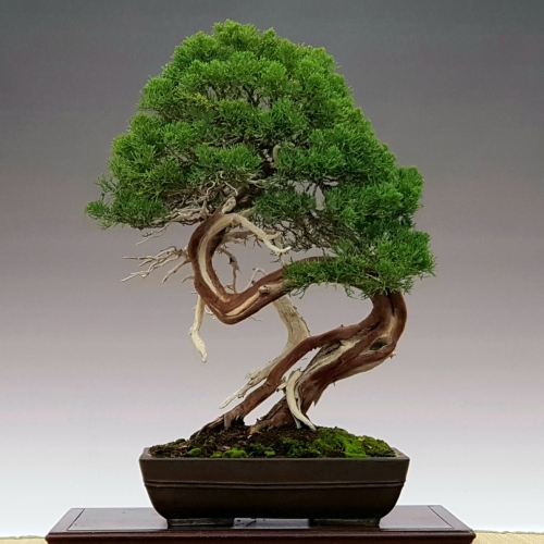 juniperus 5000 eur SOLD