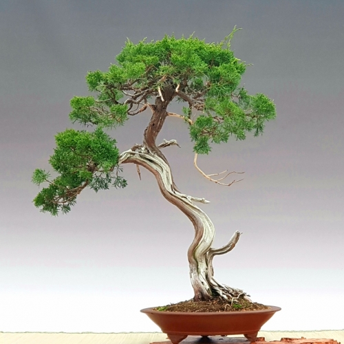juniperus ito 1700 eur