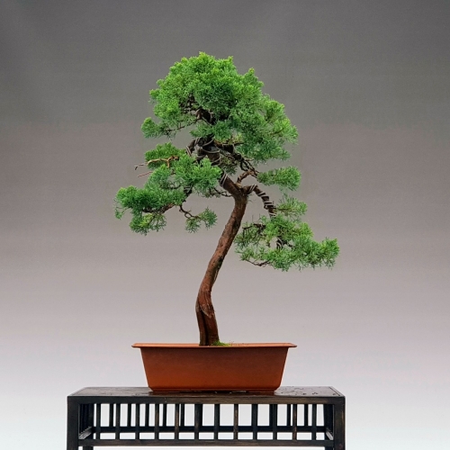 juniperus 500 eur