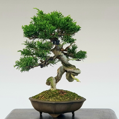juniperus ito 350 eur