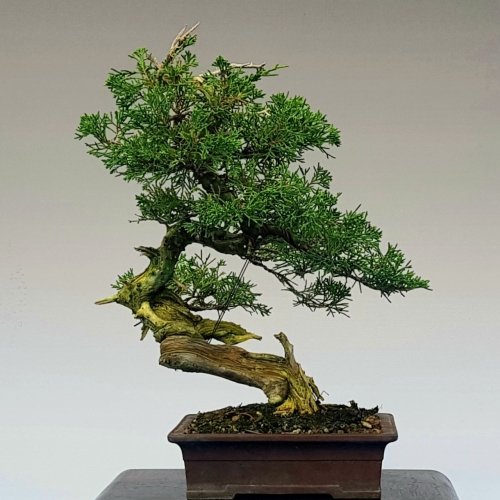 juniperus ito 480 eur