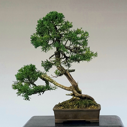 juniperus 300 eir