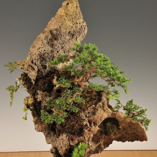 juniperus itoigawa SOLD