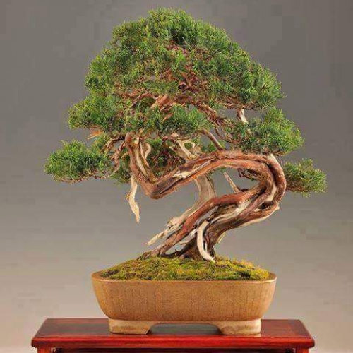 juniperus SOLD